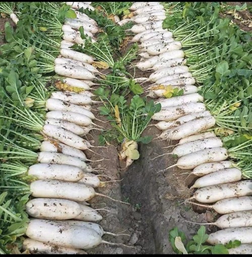 White Radish