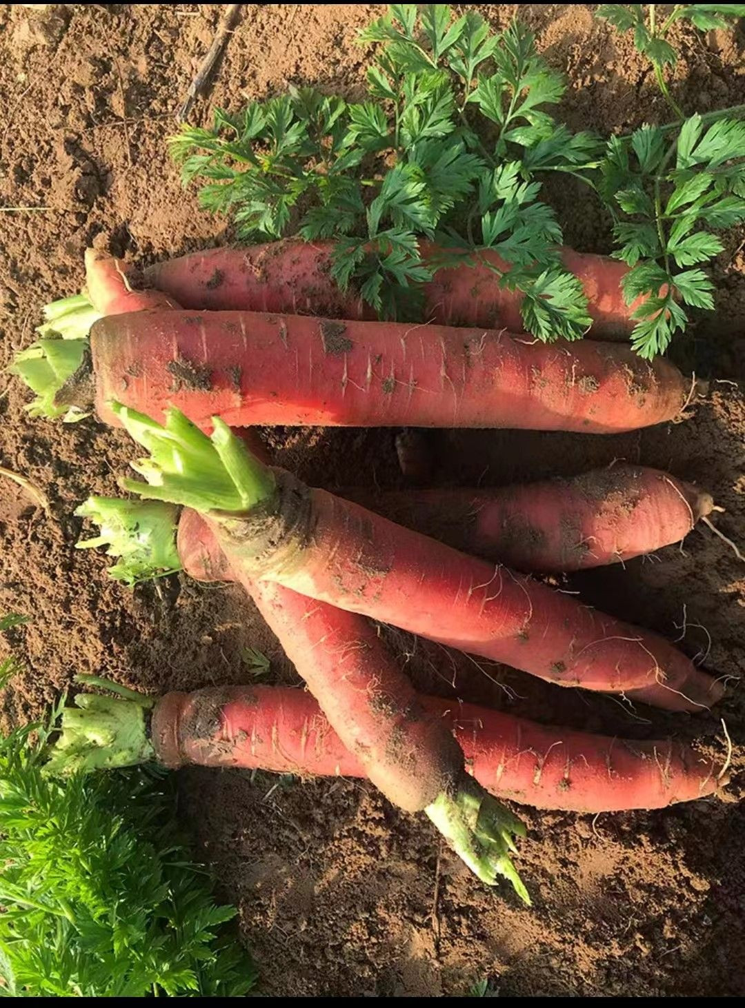 Red Carrots