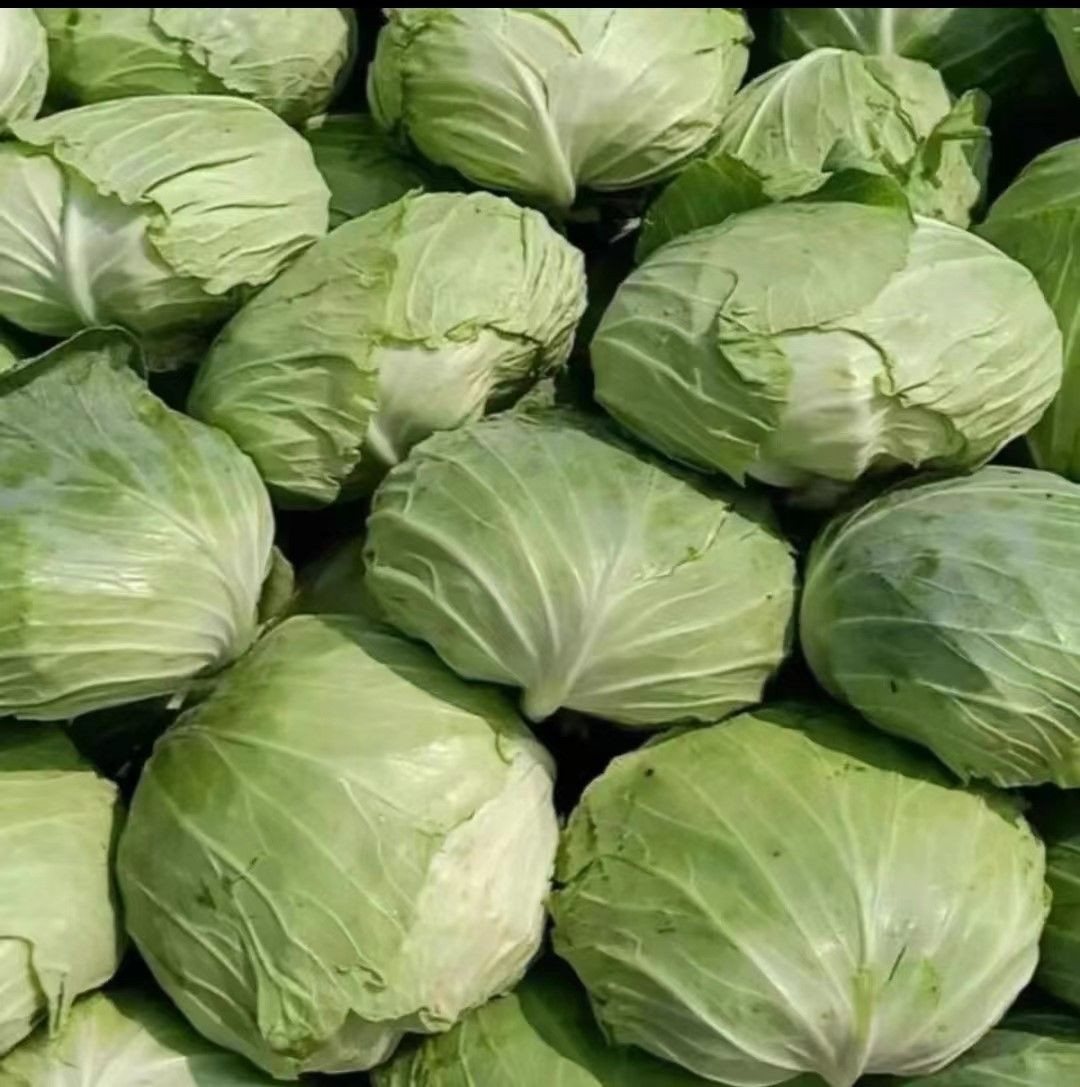 Cabbage