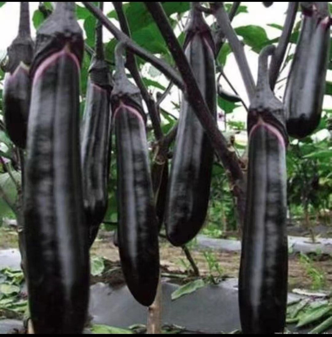 Long eggplant