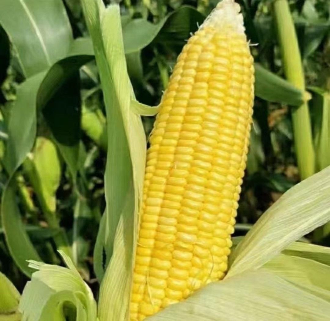 Corn