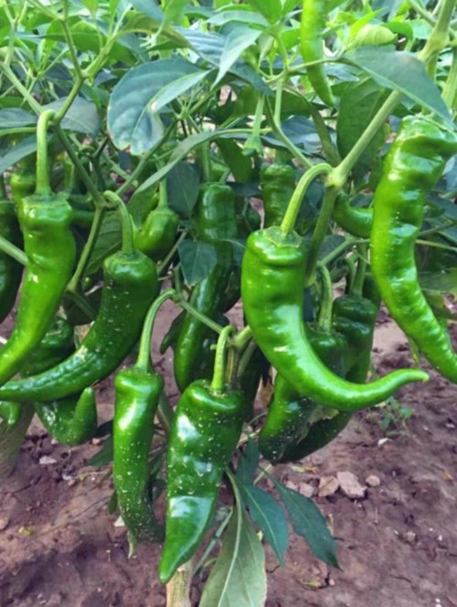 Green Peppers